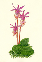 Fairy Slipper Orchid for large card, by Vorobik
